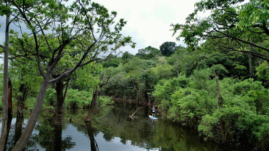 Tag 6: Trekking-Tour und Begegnungen mit der Tier- und Pflanzenwelt des Regenwaldes