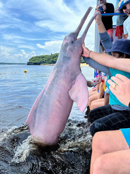 Tag 3: Besuch bei den wild lebenden Delfinen und Einblick in das lokale Leben